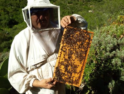 La Abeja del Guanche nuevo premio internacional