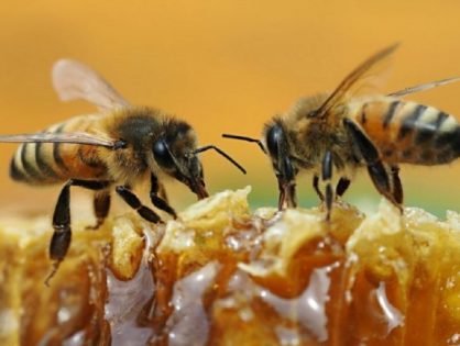 Declaran a la abeja como el ser vivo más importante de la Tierra