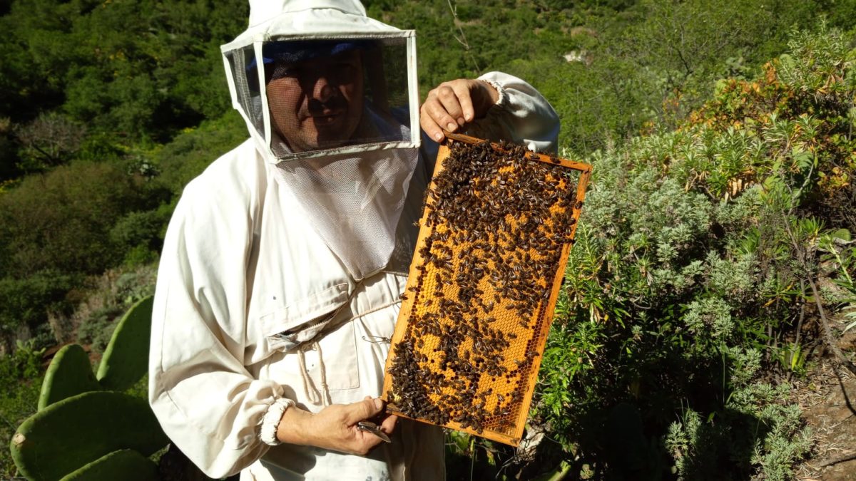 La Abeja del Guanche nuevo premio internacional