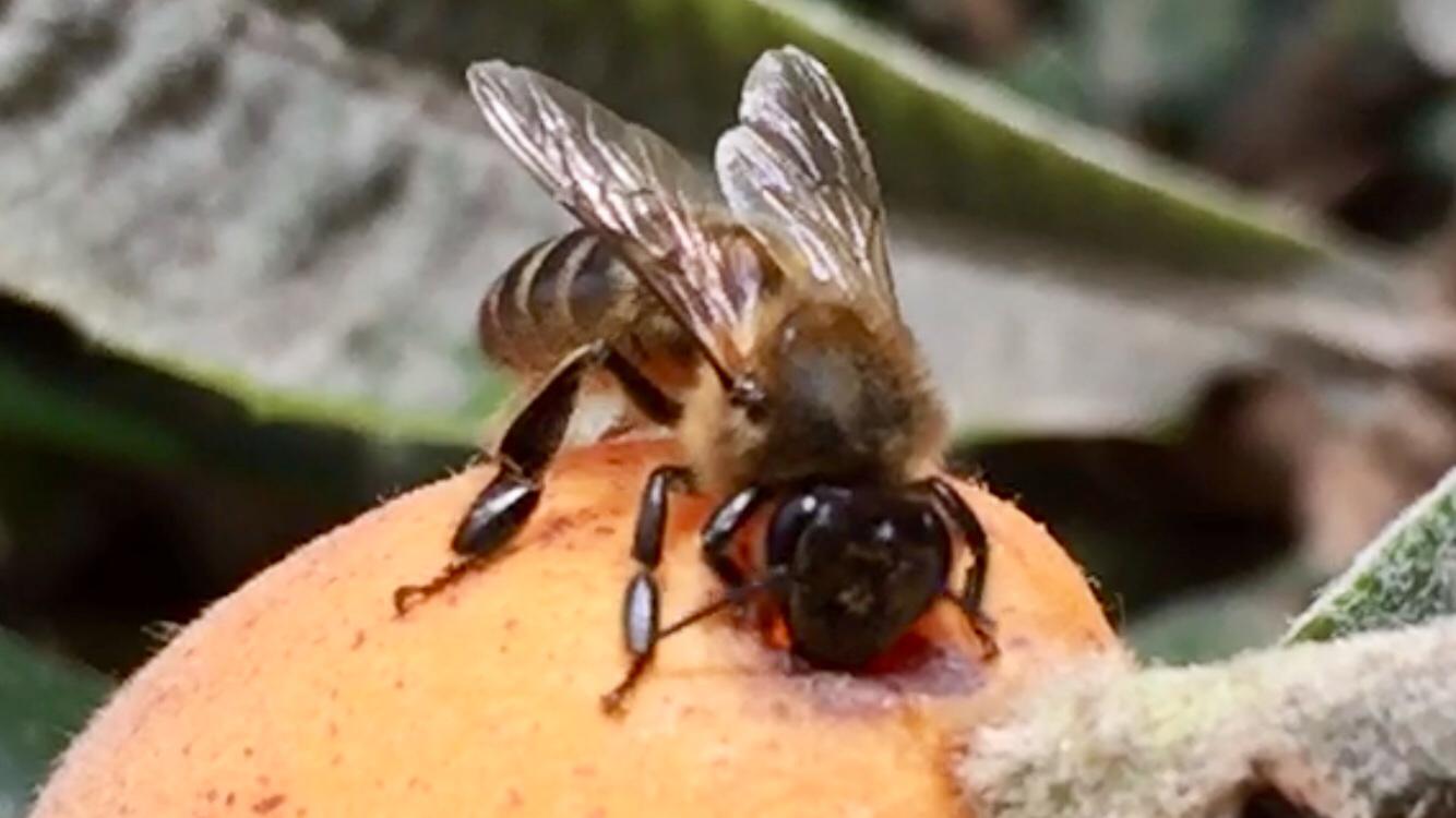 Coronavirus y apicultura: Aclarando dudas de apicultores